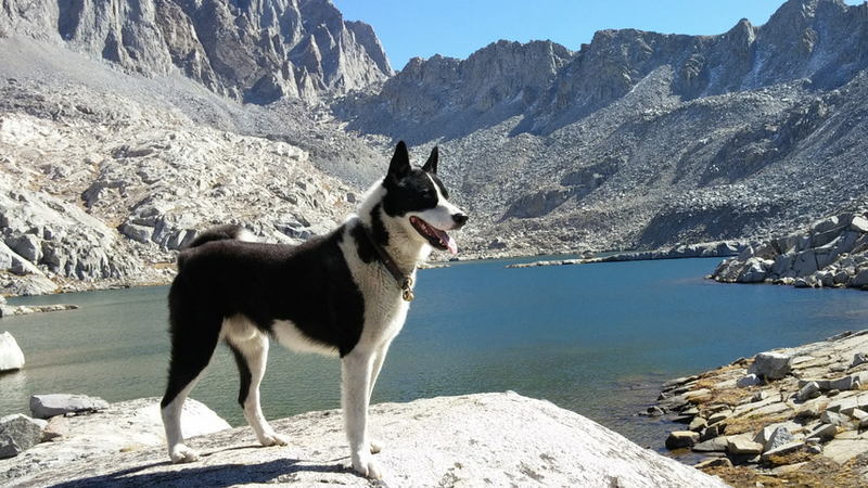 Illustration for article titled My Dog Treed A Mountain Lion